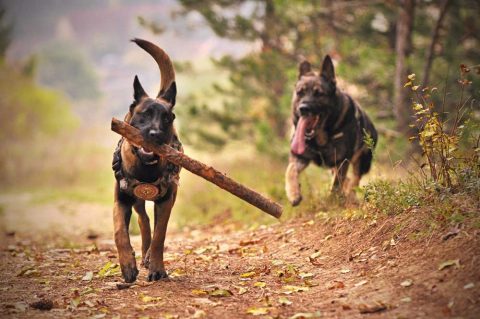 Hundeauslauf Oberneuland