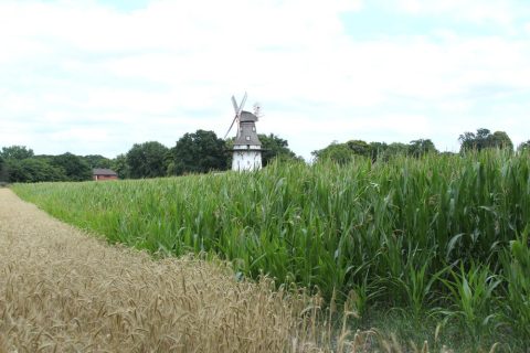 Mühle Oberneuland mit Mühlenfeld